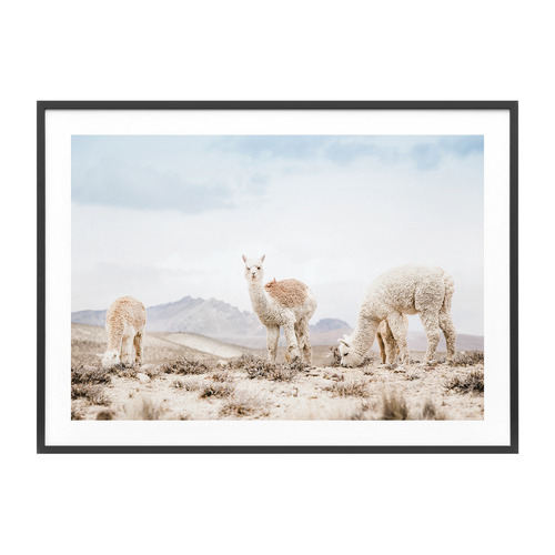 Three Llamas Framed Print