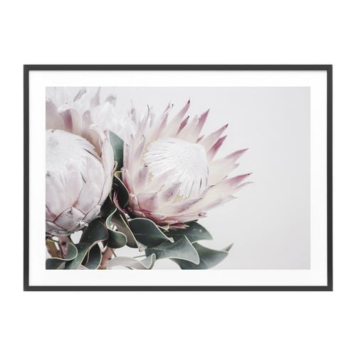 Protea Bouquet Framed Print