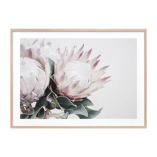 Protea Bouquet Framed Print