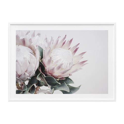 Protea Bouquet Framed Print