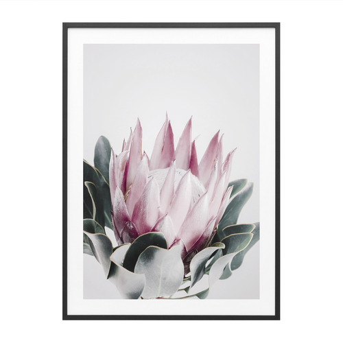 Blush Protea Framed Print