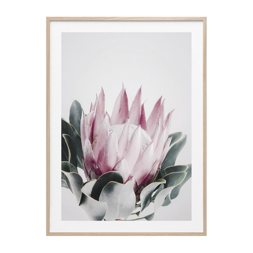 Blush Protea Framed Print