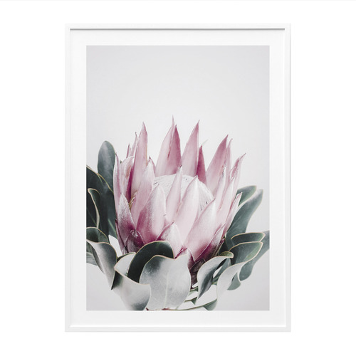 Blush Protea Framed Print