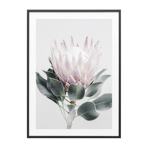 Protea Framed Print