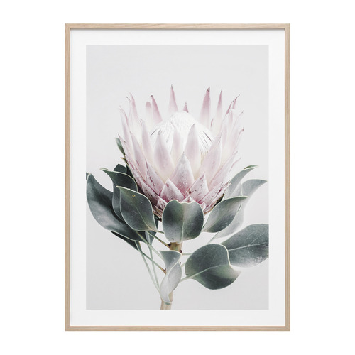 Protea Framed Print