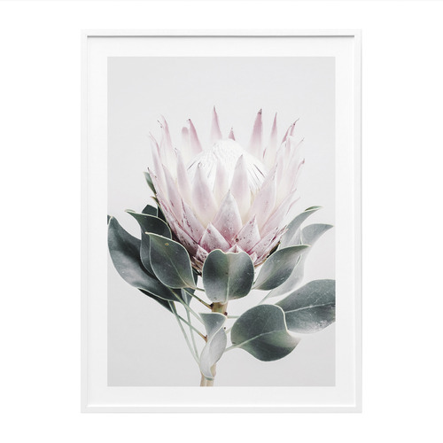 Protea Framed Print