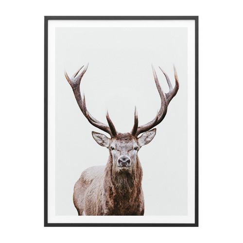 Deer Portrait Framed Print
