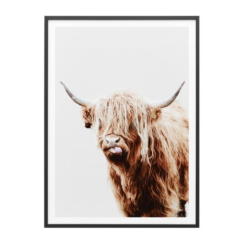 Dougal Highland Cow Framed Print