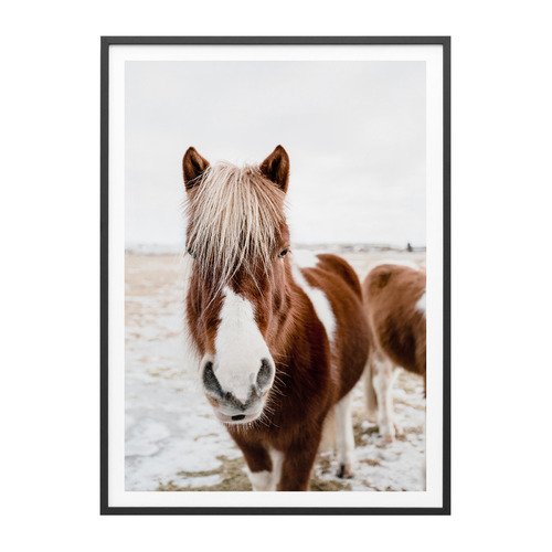 Wild Horse No 1 Framed Print