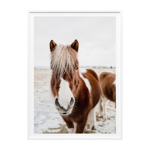 Wild Horse No 1 Framed Print