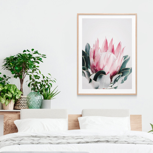 Blush Protea Framed Print
