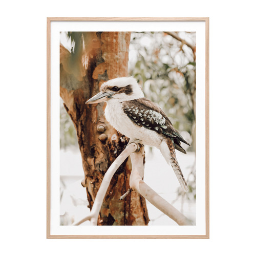 Sitting Kookaburra Framed Paper Print Wall Art