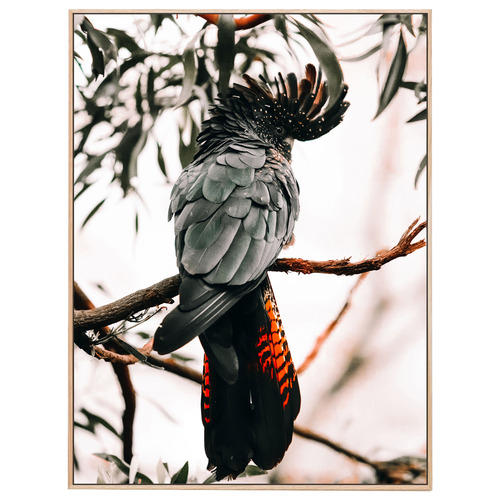 Black Cockatoo Framed Canvas Wall Art