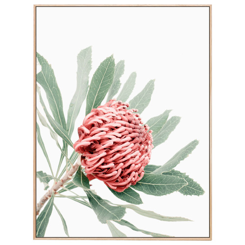 Red Waratah Framed Canvas Wall Art | Temple & Webster