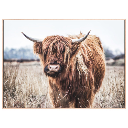 Scottish Cow Framed Canvas Wall Art