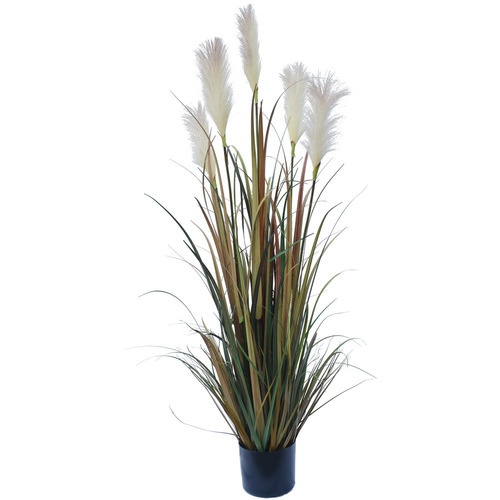 DesignerPlants 120cm Potted Flowering Native Faux Fox Tail Grass