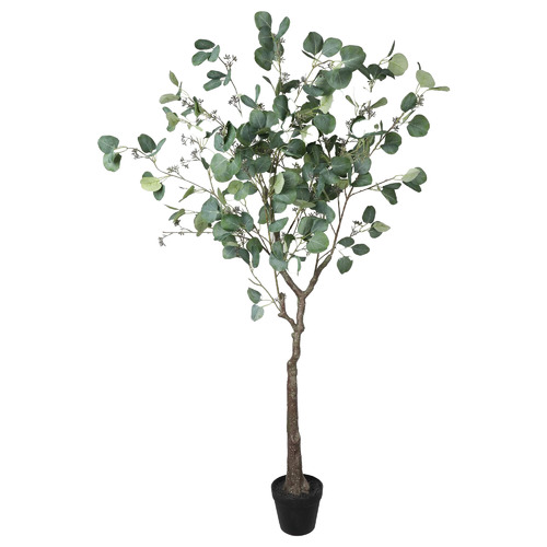 BotanicArtisan 150cm Potted Eucalyptus Polyanthemos Tree | Temple & Webster