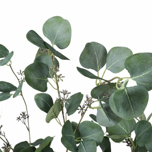 150cm Potted Eucalyptus Polyanthemos Tree