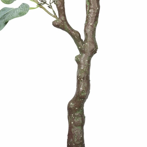 150cm Potted Eucalyptus Polyanthemos Tree