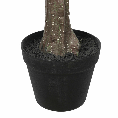 150cm Potted Eucalyptus Polyanthemos Tree