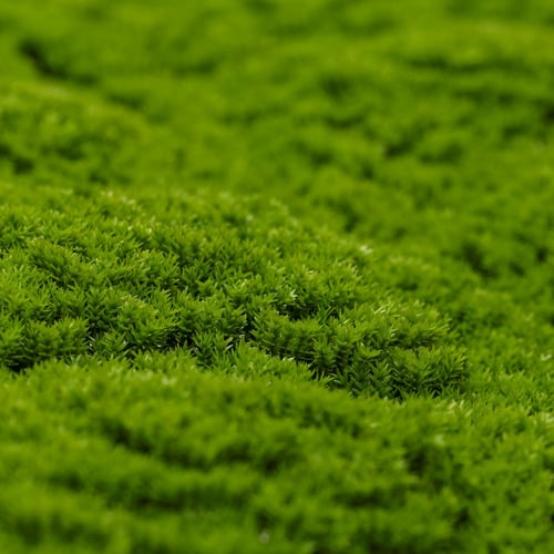 Faux Moss & Green Wall