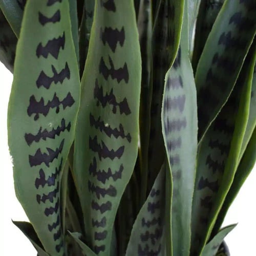 90cm Riley Potted Faux Snake Plant