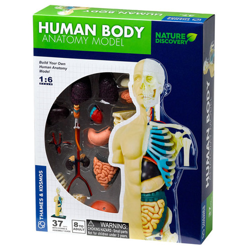 Thames&Kosmos Kids' Human Body Anatomy Model Kit Temple & ster