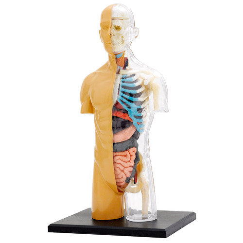 human body model kit