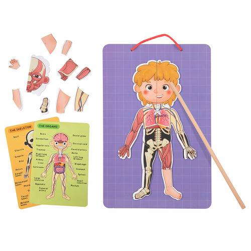 Tooky Toy Body Magnetic Chart