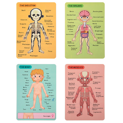 Tooky Toy Magnetic Body Chart | Temple & Webster