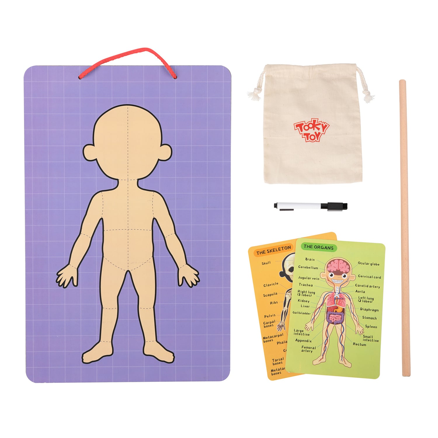 Tooky Toy Magnetic Body Chart