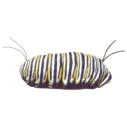 Kids' Monarch Life Cycle Puppet