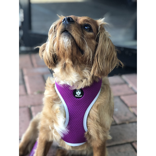 Easyfit Dog Harness