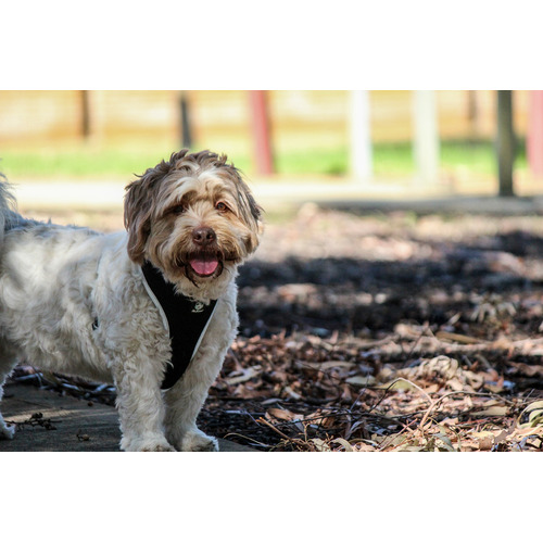 Easyfit-Dog-Harness-HHEA