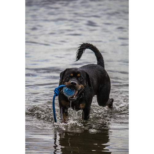 Blue Spiky Ball Tug Rope Dog Toy