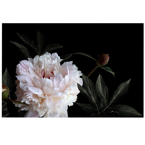 Lotus&Fawn White Peony On Black Background Canvas Wall Art | Temple