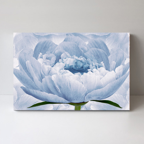 Gentle Bloom Stretched Canvas Wall Art