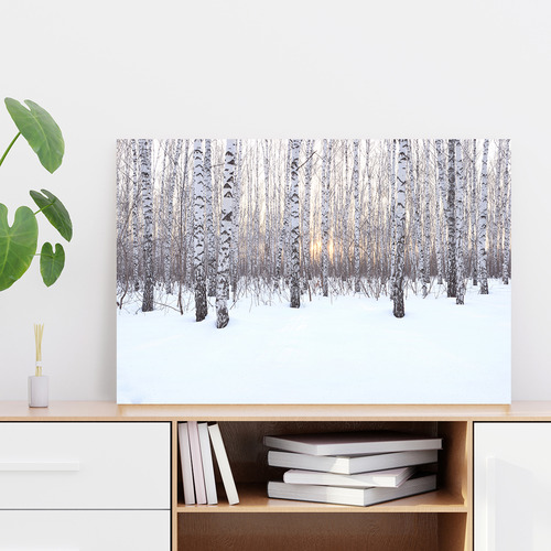 Birch Grove in Winter At Sunset Stretched Canvas Wall Art