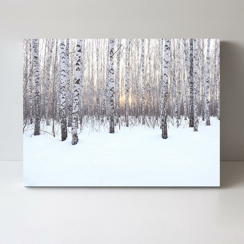 Birch Grove in Winter At Sunset Stretched Canvas Wall Art