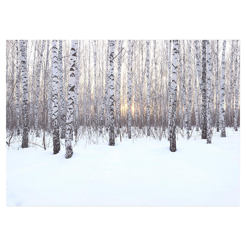 Birch Grove in Winter At Sunset Stretched Canvas Wall Art