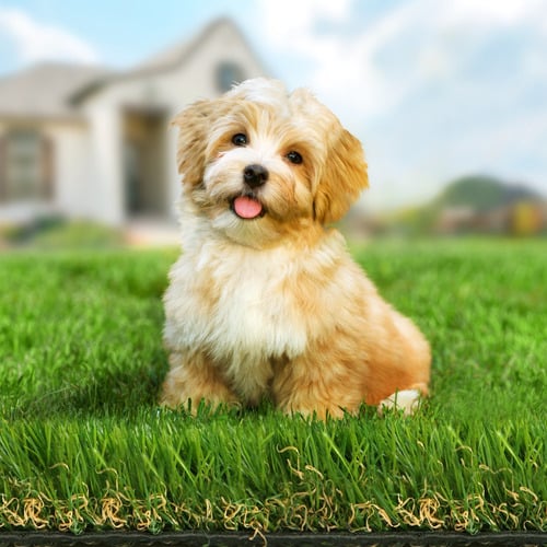 4-Coloured-Green-Artificial-Grass
