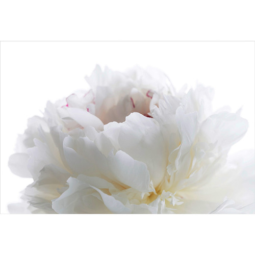 Art Illusions White Peony Blooming Canvas Wall Art | Temple & Webster