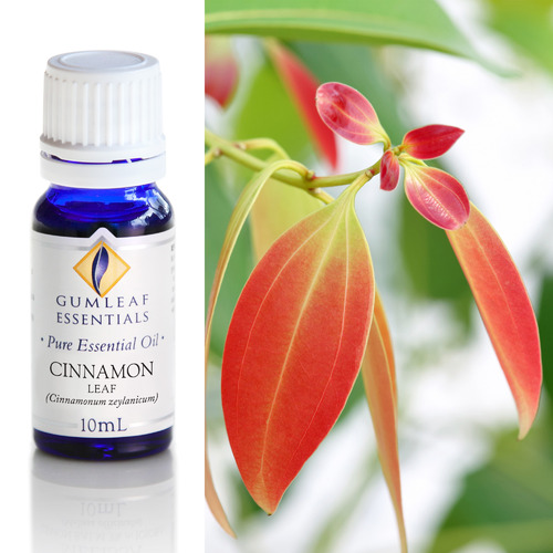 10ml Cinnamon Leaf Essential Oil