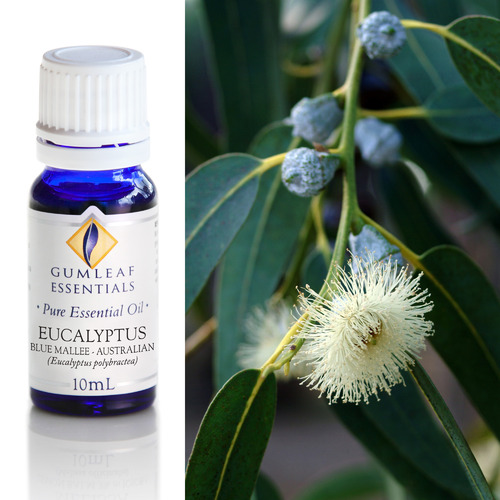 10ml Eucalyptus Blue Mallee Essential Oil | Temple & Webster