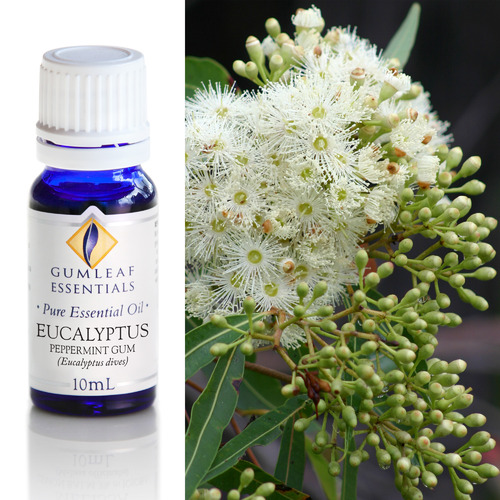 GumleafEssentials 10ml Eucalyptus Peppermint Gum Essential Oil Temple