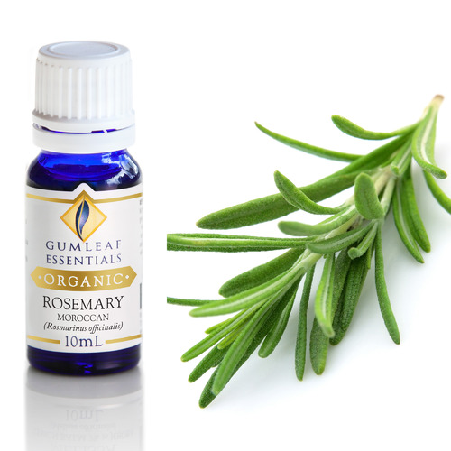 Gumleafessentials Ml Organic Rosemary Moroccan Essential Oil Temple Webster