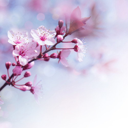 Sakura Incense Sticks