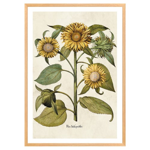 Sunflowers Printed Wall Art