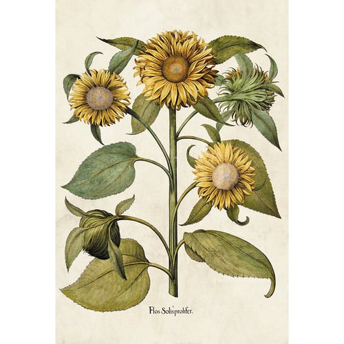 Sunflowers Printed Wall Art