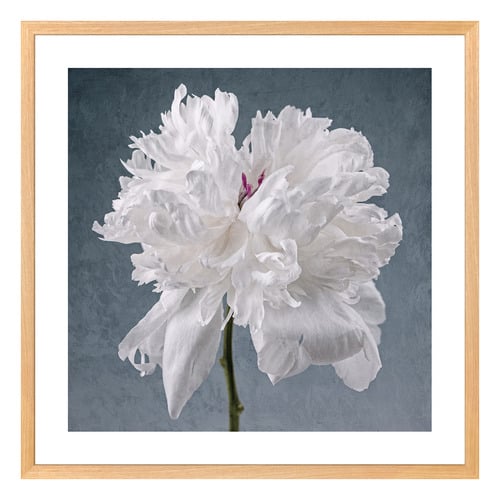 Peony on Blue Printed Wall Art